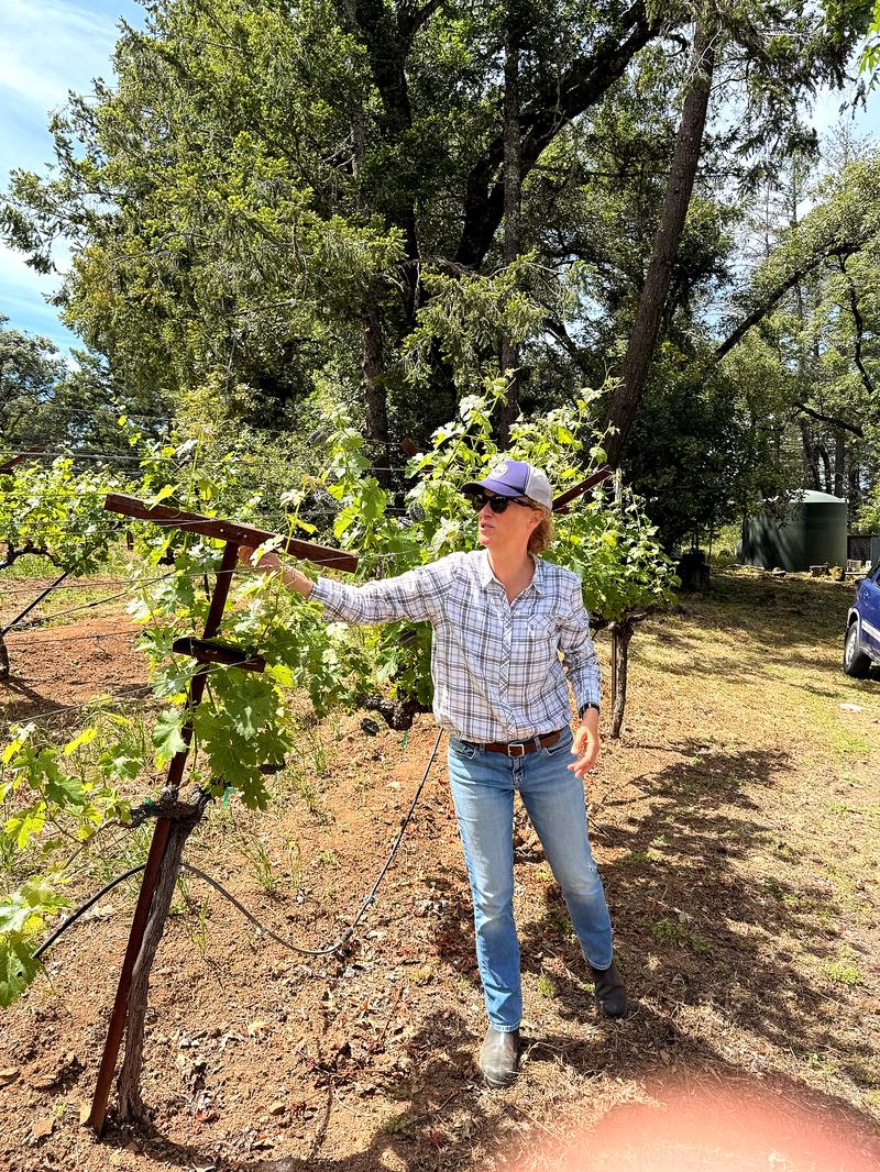 In the vines · Philip Togni · Spring Mountain · Tuesday
